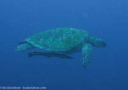 BD-060412-Moalboal--Eretmochelys-imbricata-(Linnaeus.-1766)-[Hawksbill-turtle.-Karettsköldpadda].jpg